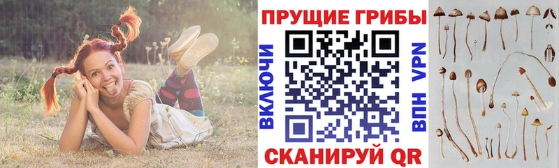 Псилоцибиновые грибы мицелий  наркота  OMG tor  Холм 