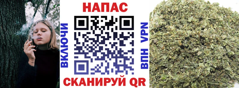 Бошки марихуана сатива  Холм 